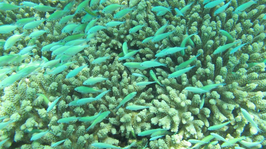 Maldives Isle Beach Inn מראה חיצוני תמונה